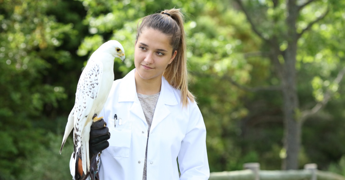 A veterinary in a white coat looking at a white falcon. She is holding the falcon on her hand in an open, outdoor area.